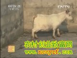 <b>贵州白山羊养殖技术视频(20130618)</b>