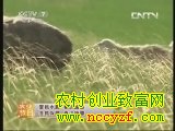 乌珠穆沁羊养殖技术视频(20130625)
