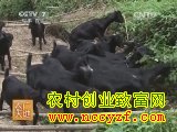 <b>努比山羊养殖技术视频</b>