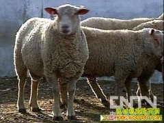 <b>[农广天地养羊]夏洛莱羊养殖技术视频</b>