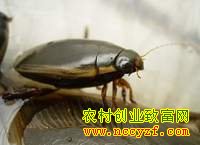 龙虱图片