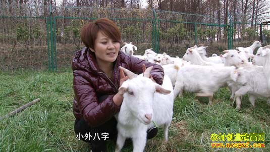 崇明岛上“凌一刀” (2015.3.11)