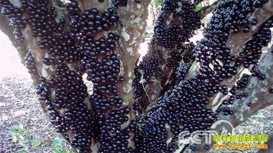 福建龙岩曹楚尧种植树葡萄