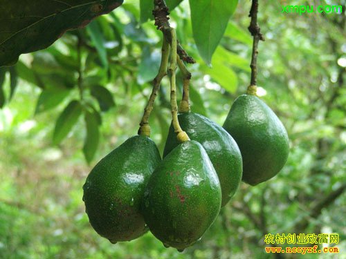 牛油果图片