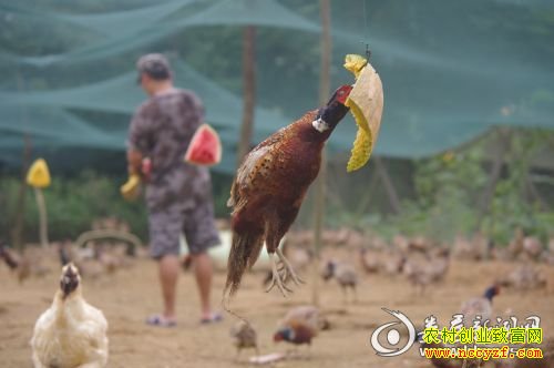跳起来啄食的山鸡