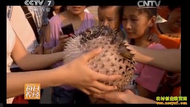 刺豚养殖图片