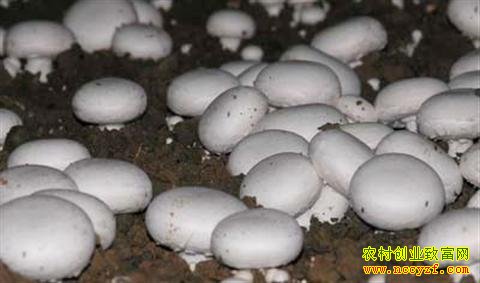 双孢菇种植