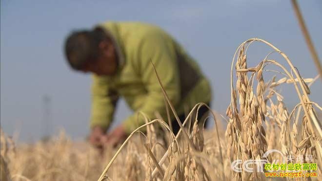 [绿色时空]沙漠种水稻 高人有妙招