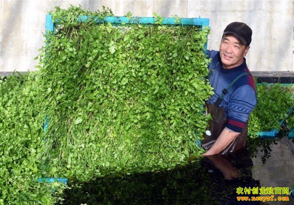水芹无土种植
