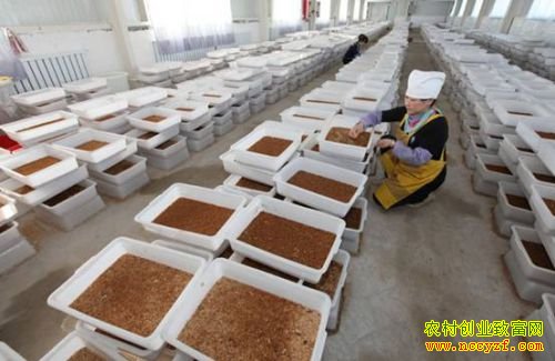 山东禹城杨吉付养殖黄粉虫带村民致富