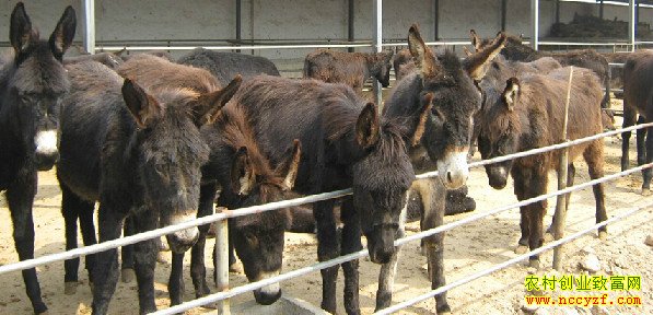 内蒙古师占友养驴闯市场敲开致富门