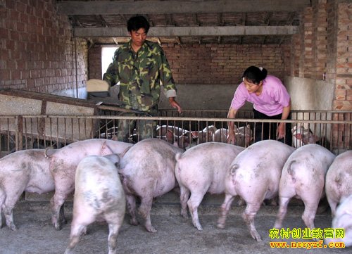 梁世平从养猪小户到养殖场主的增收致富路