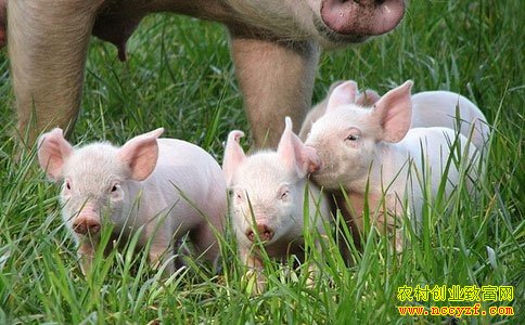 今年养猪赚钱吗：2016年养猪业前景分析