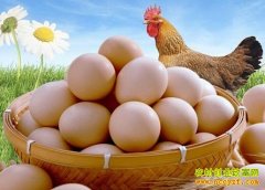 <b>今年养鸡赚钱吗：2016年养鸡业前景分析</b>