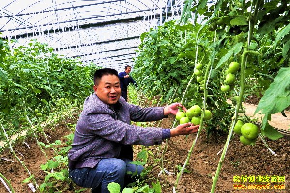 山西盂县王爱军大棚蔬菜创业带领乡亲致富