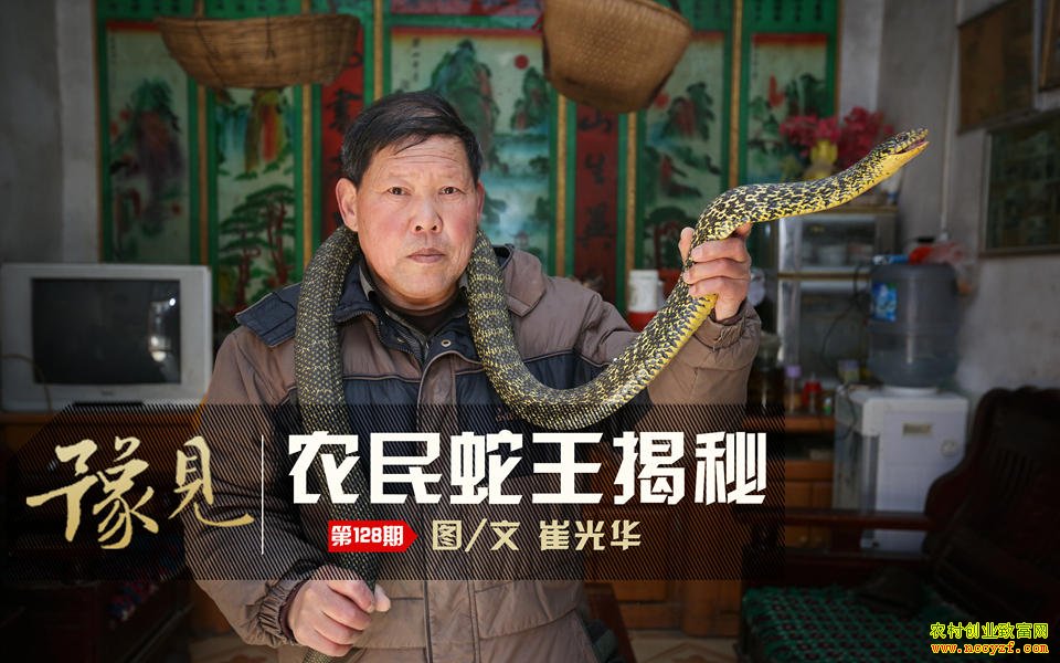 河南新野朱令善养蛇年赚百万元