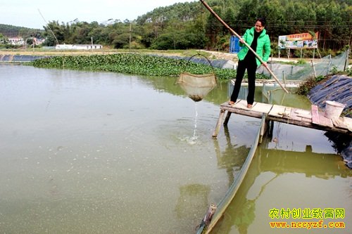 广西上林县覃凤岚养泥鳅“养”出一条致富路