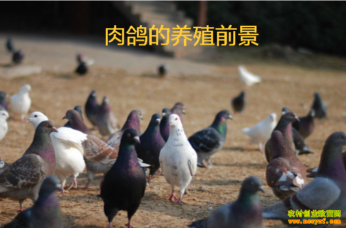 肉鸽养殖前景分析