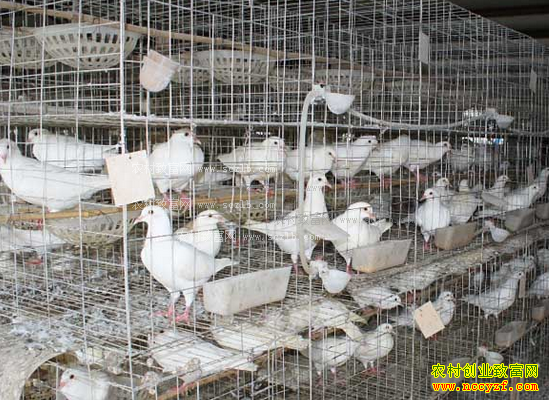 侯小龙肉鸽养殖致富故事