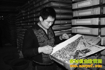 李宪刚正在查看黄粉虫的长势