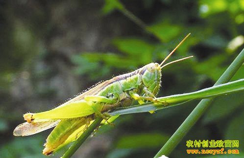 安徽涡阳尹秀芹养蚂蚱创造大财富