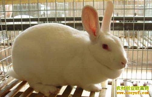 川白獭兔图片