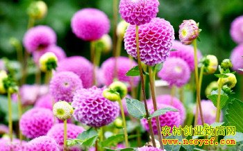 种什么花赚钱:种植盆景花卉前景好