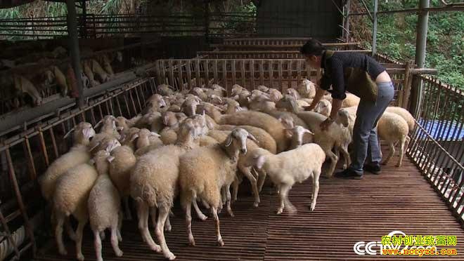 致富经:让村民都看得起我