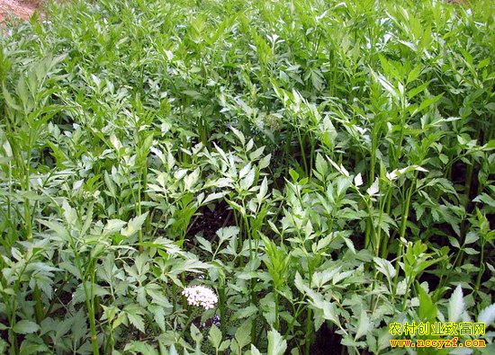 吉林延边崔学东反季种植山野菜趟出林区致富路