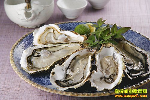 山东威海村官邵春玥开淘宝店卖牡蛎