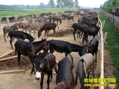 山东鄄城县李丽丽养驴敲开致富门