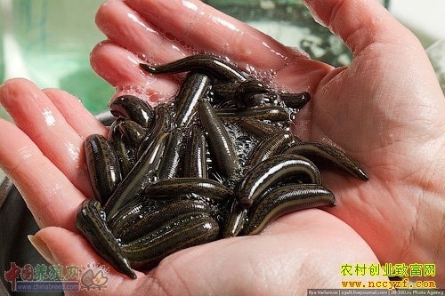 动物药材图片