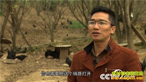 广西陈勇养殖东兰乌鸡致富经