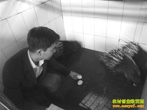 重庆南川崔宽养殖豪猪创业致富故事