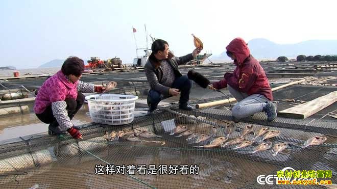 [致富经]浙江舟山陈优存西北风吹来的财富
