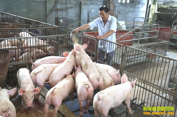 重庆石柱刘成文自制发酵猪饲料每头猪节约成本200元