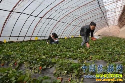 甘肃张掖罗雪梅下乡种草莓创业致富另辟蹊径