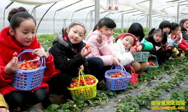 杨建立草莓园采摘生意好每棚赚两三万