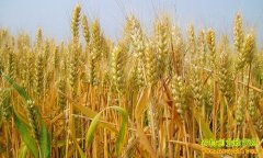 <b>小麦价格：终端需求难支撑 小麦市场走向近强远弱</b>