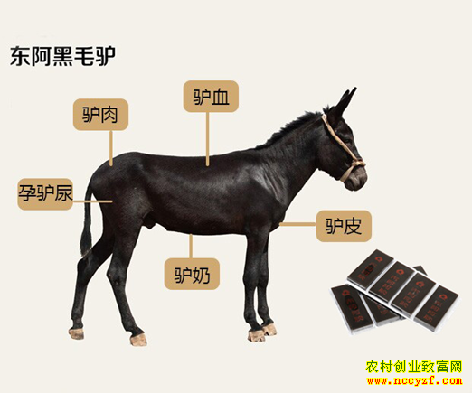 [每日农经]犟驴儿如此赚钱 养殖黑毛驴好赚钱