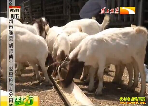 养殖致富好榜样:种草养羊 夫妻协力把钱赚