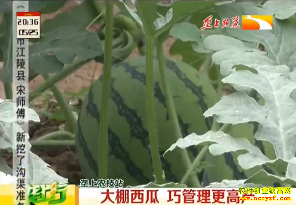 陇上农技站大棚西瓜种植技术视频:大棚西瓜 巧管理更高产