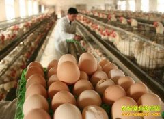 <b>鸡蛋价格谁说了算？蛋鸡养殖户必看！</b>
