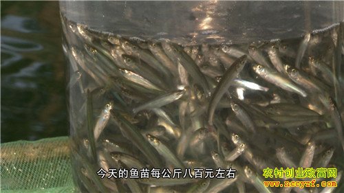 天价抗浪鱼的财富秘密