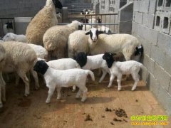 <b>羊价格长时间低迷 养羊还能赚钱吗？</b>