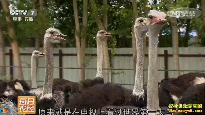 [每日农经]他们养着一群世界上最大的鸟