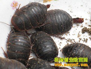 中药材土元图片