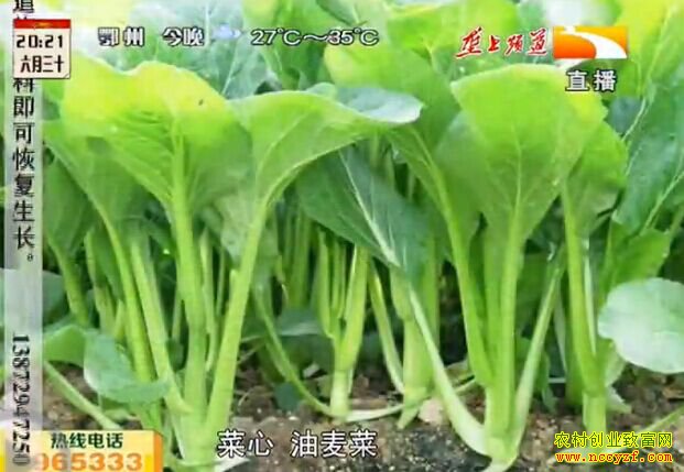 快生菜：生长周期短 见效快