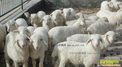 <b>安徽：肉羊价格持续走低 养殖户萌生退意</b>