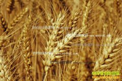 <b>2016小麦价格行情走势：麦价格有望继续升温</b>
